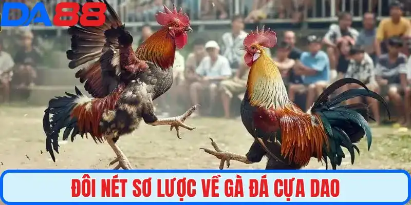 Đôi nét sơ lược về gà đá cựa dao