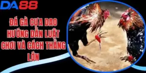 Đá gà cựa dao