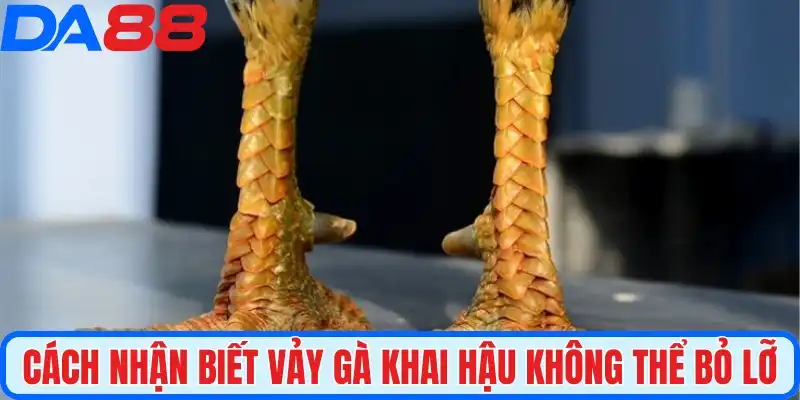 Cách nhận biết vảy gà khai hậu không thể bỏ lỡ