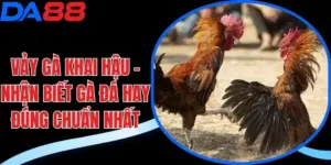 Vảy gà khai hậu