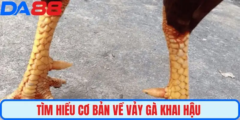 Tìm hiểu cơ bản về vảy gà khai hậu 
