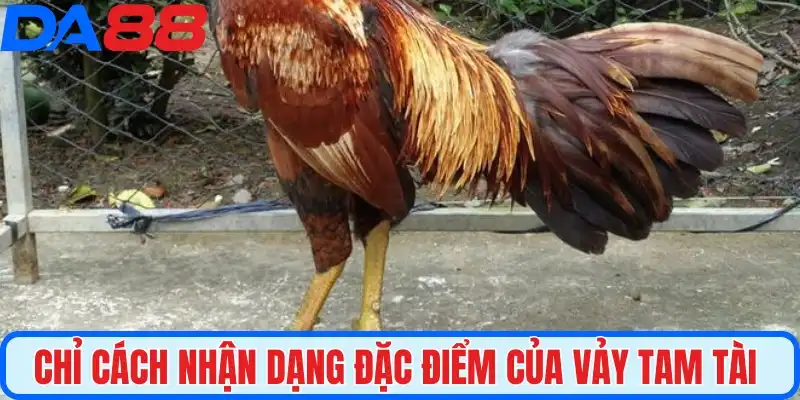Chỉ cách nhận dạng đặc điểm của vảy tam tài  