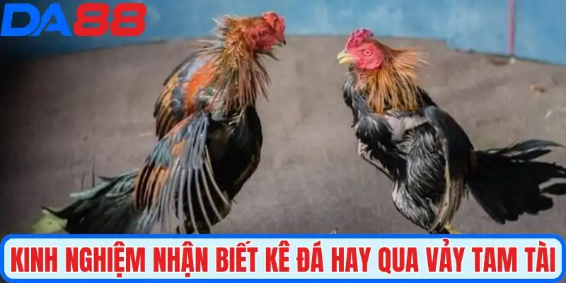Kinh nghiệm nhận biết kê chiến đá hay qua vảy tam tài