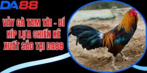 Vảy gà tam tài